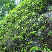 Impatiens yakandawalarum Gopallawa, Hapuarachchi & Jayathissa